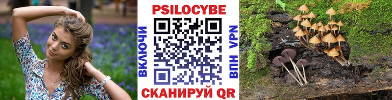 где найти   Почеп  Псилоцибиновые грибы мухоморы 